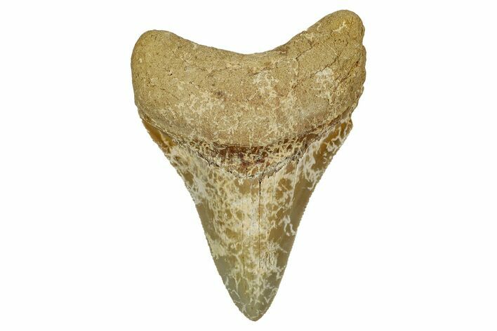 Serrated, Fossil Megalodon Tooth From Morocco - Rare Location #353016